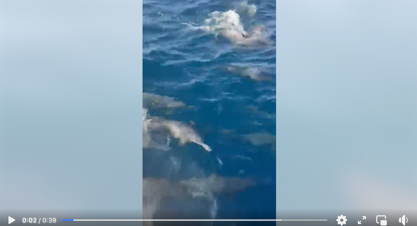 Increíble avistamiento en las playas de Zicatela, en Puerto Escondido